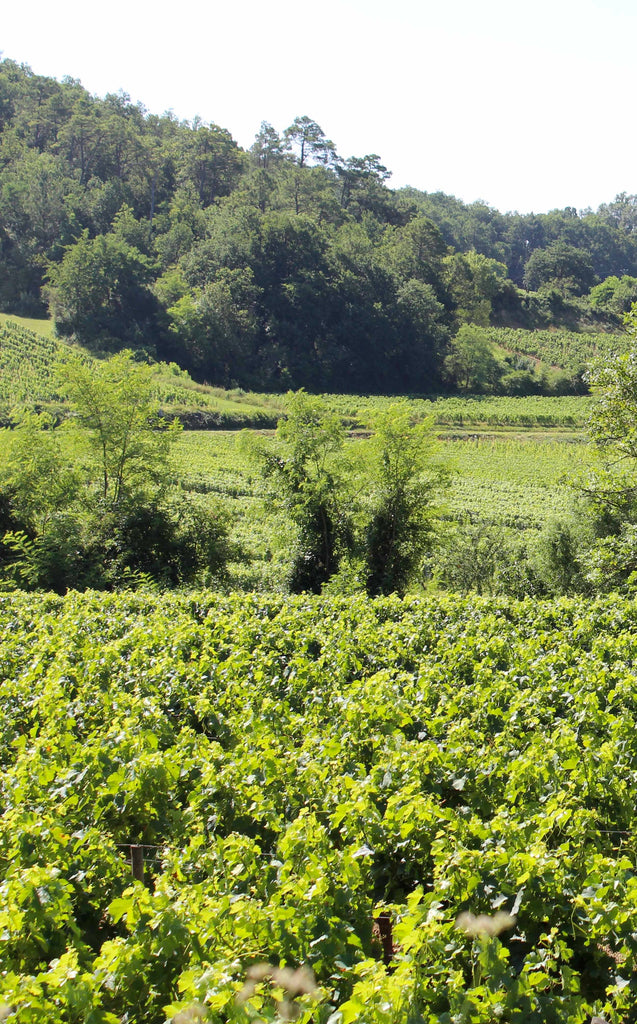 Bordeaux- Grapeland undercover vinbesøg