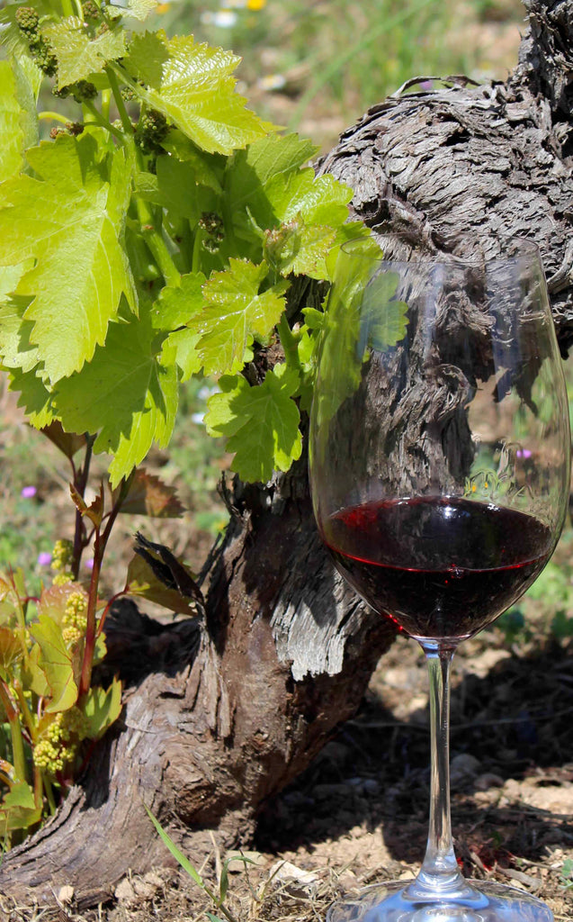 Vin og bæredygtighed - vin med respekt for naturen og klimaaftryk - og med høj nydelsesfaktor